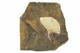 Paleocene Fossil Ginkgo Leaf - North Dakota #271087-1